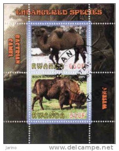 obrázok k predmetu Rwanda, fauna