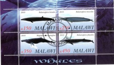obrázok k predmetu FAUNA - MALAWI - RYB