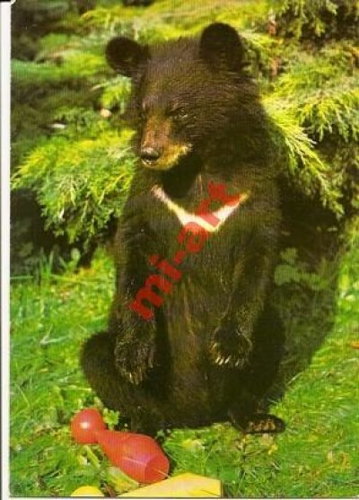 obrázok k predmetu Medveď, ZOO Dvúr Krá
