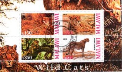 obrázok k predmetu FAUNA - MALAWI - ŠEL